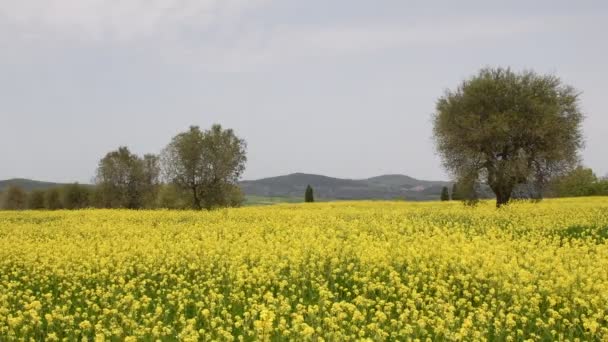 Vackert Fält Gula Blommor Med Olivträd Och Blå Molnig Himmel — Stockvideo