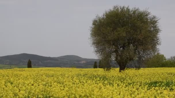 Piękne Pole Żółtych Kwiatów Drzewami Oliwnymi Błękitnym Zachmurzonym Niebem Toskańskiej — Wideo stockowe