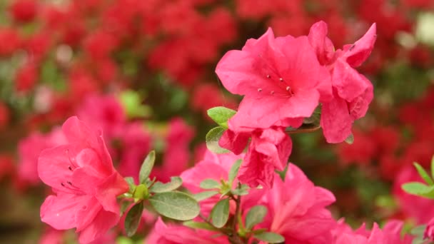 Крупный План Красивых Розовых Цветов Азалий Рододендрон Весной — стоковое видео