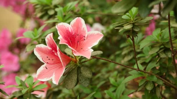 Close Van Mooie Roze Azalea Rhododendron Bloemen Het Voorjaar — Stockvideo