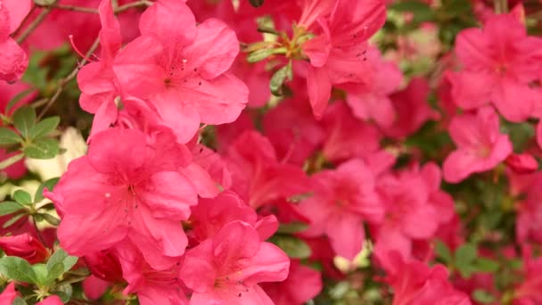 Närbild Vackra Rosa Azaleor Rhododendron Blommor Våren — Stockvideo