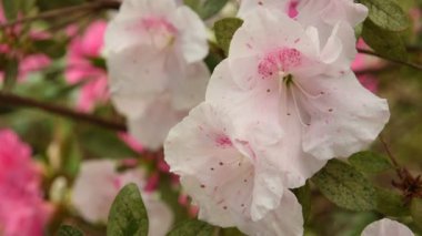 Azaleas (Rhododendron) Çiçekler ilkbaharda beyaz. 4 k Uhd Nikon D500