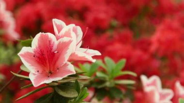 güzel pembe Azaleas (Rhododendron) çiçekler bahar.