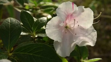 Azaleas (Rhododendron) Çiçekler ilkbaharda beyaz. 4 k Uhd Nikon D500