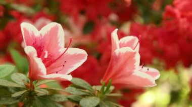 güzel pembe Azaleas (Rhododendron) çiçekler bahar.