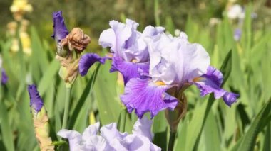 Güzel beyaz ve mor süsen bir bahçe rüzgarda devam edelim. 4 k Uhd Video görüntüleri, statik kamera. Nikon D500
