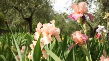 Bahar. Güzel süsen ve zeytin ağaçları bir bahçede ünlü Floransa, İtalya rüzgarda hareket. 4 k Uhd Video görüntüleri, statik kamera. Nikon D500