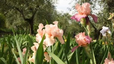 Bahar. Güzel süsen ve zeytin ağaçları bir bahçede ünlü Floransa, İtalya rüzgarda hareket. 4 k Uhd Video görüntüleri, statik kamera. Nikon D500