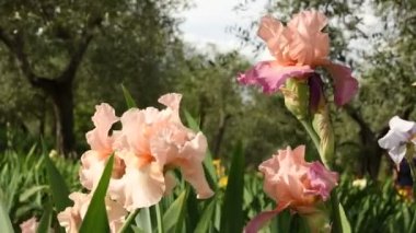 Bahar. Güzel süsen ve zeytin ağaçları bir bahçede ünlü Floransa, İtalya rüzgarda hareket. 4 k Uhd Video görüntüleri, statik kamera. Nikon D500