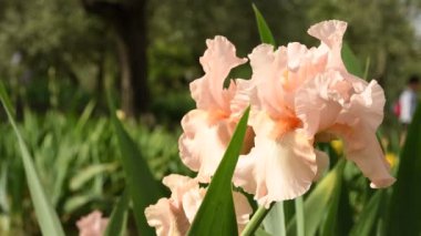 güzel süsen çiçek bahçesinde bir ünlü Floransa, İtalya rüzgarda hareket. 4 k Uhd Video görüntüleri, statik kamera. Nikon D500