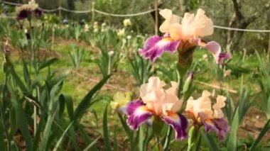 Bahar. Güzel süsen ve zeytin ağaçları bir bahçede ünlü Floransa, İtalya rüzgarda hareket. 4 k Uhd Video görüntüleri, statik kamera. Nikon D500