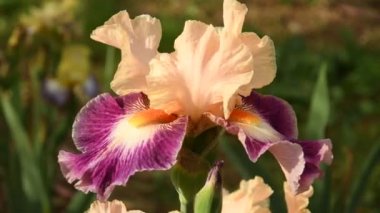 bahçede bir ünlü Floransa, İtalya güzel çiçek açması iris kapatın. 4 k Uhd Video görüntüleri, statik kamera. Nikon D500