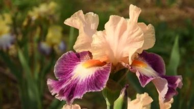 bahçede bir ünlü Floransa, İtalya güzel çiçek açması iris kapatın. 4 k Uhd Video görüntüleri, statik kamera. Nikon D500