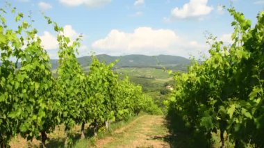 yeşil üzüm bağları Toskana. İtalya Chianti bölgesinde. 4 k Ultra Hd Video.