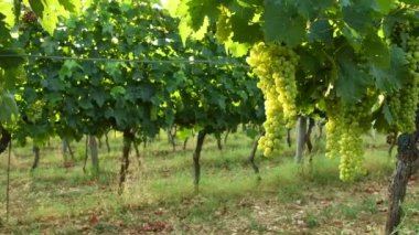 chianti bölgesinin yeşil bir bağ içinde beyaz üzüm demet. Yaz sezonu, Tuscany. İtalya. 4 k Uhd Video