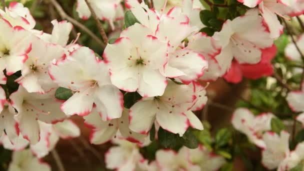 Białe Kwiaty Azalii Rhododendron Wiosną Uhd Nikon D500 — Wideo stockowe