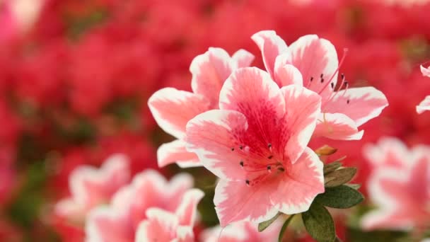 Όμορφα Ροζ Λουλούδια Αζαλέες Rhododendron Την Άνοιξη — Αρχείο Βίντεο