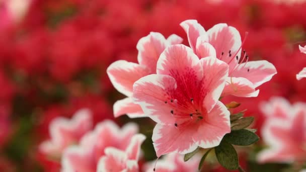 Όμορφα Ροζ Λουλούδια Αζαλέες Rhododendron Την Άνοιξη — Αρχείο Βίντεο