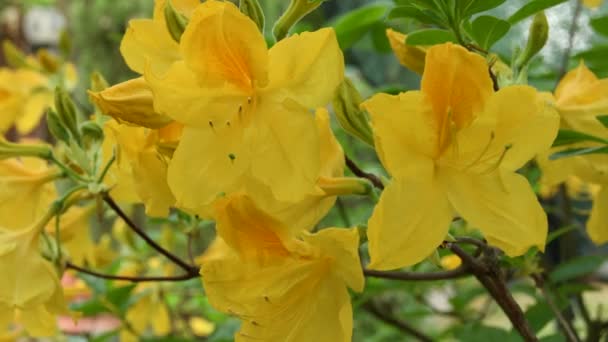 Hermosas Azaleas Amarillas Durante Primavera Uhd Nikon D500 — Vídeos de Stock