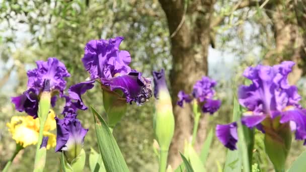 Purple Irises Moving Wind Famous Florence Garden Italy Uhd Video — Stock Video
