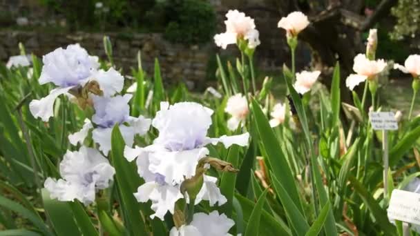 Hermosos Iris Blancos Moviéndose Viento Famoso Jardín Florencia Italia Uhd — Vídeo de stock