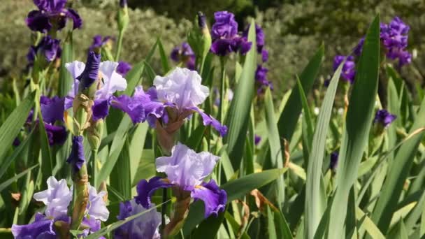 Iris Ungu Bergerak Pada Angin Kebun Bunga Terkenal Italia Uhd — Stok Video
