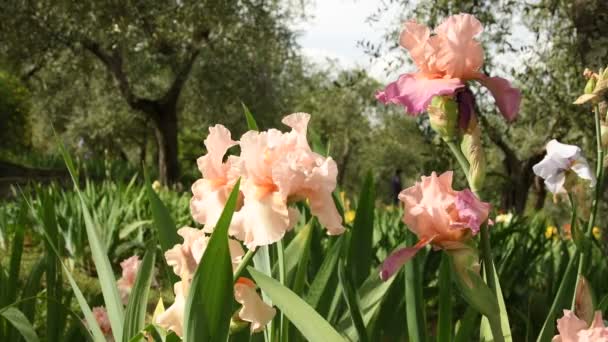 Musim Semi Iris Indah Dan Pohon Zaitun Bergerak Dalam Angin — Stok Video