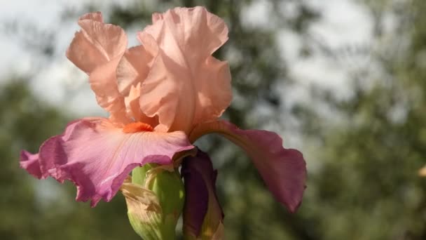 belle iris fleur se déplaçant dans le vent dans un célèbre jardin de Florence, Italie. Vidéo 4K UHD, caméra statique. Nikon D500 