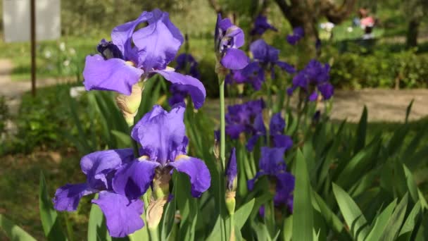 Purple Irises Moving Wind Famous Florence Garden Italy Uhd Video — Stock Video