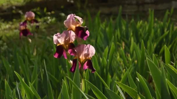 Multicolor Beautiful Irises Moving Wind Garden Italy Uhd Video Footage — Stock Video