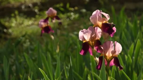 Íris Bonitas Multicoloridas Movendo Vento Jardim Itália Imagens Vídeo Uhd — Vídeo de Stock