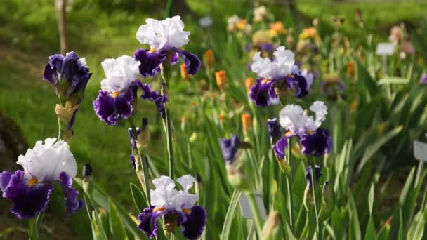 美しい紫と白のアイリスは風庭園に移動します Uhd 静的なカメラ ニコン D500 — ストック動画