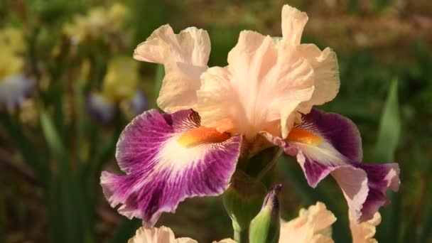 Zbliżenie Piękna Kwitnących Iris Słynny Ogród Florencja Włochy Uhd Wideo — Wideo stockowe