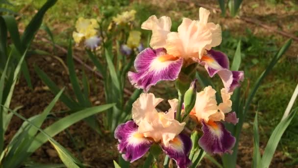 Perto Bela Íris Florescente Famoso Jardim Florença Itália Imagens Vídeo — Vídeo de Stock