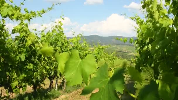 Groene Wijngaarden Toscane Chianti Regio Italië Ultra Video — Stockvideo