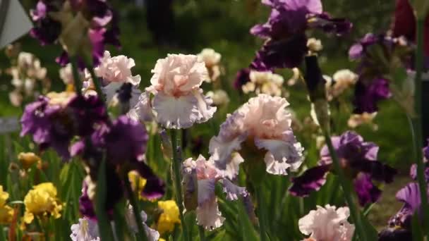 Irysy Kwiat Ruchu Wietrze Ogrodzie Włochy Uhd Wideo Nagrania Kamera — Wideo stockowe