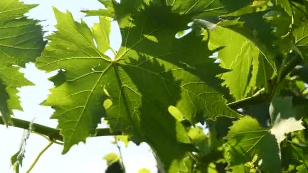 Hojas Vid Verde Viñedo Región Toscana Italia Ultra Vídeo — Vídeo de stock