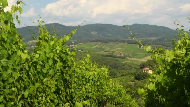 Gröna Vingårdarna Toscana Chianti Regionen Italien Ultra Video — Stockvideo