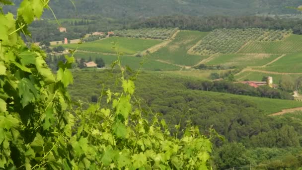 Green Vineyards Tuscany Chianti Region Italy Ultra Video — Stock Video