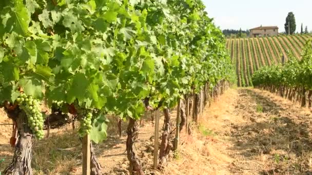 Wunderschöne Weinberge Der Chianti Region Der Nähe Von Quarate Village — Stockvideo