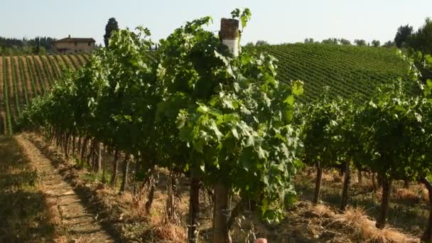 Beautiful Vineyards Chianti Region Quarate Village Florence Summer Season Tuscany — Stock Video