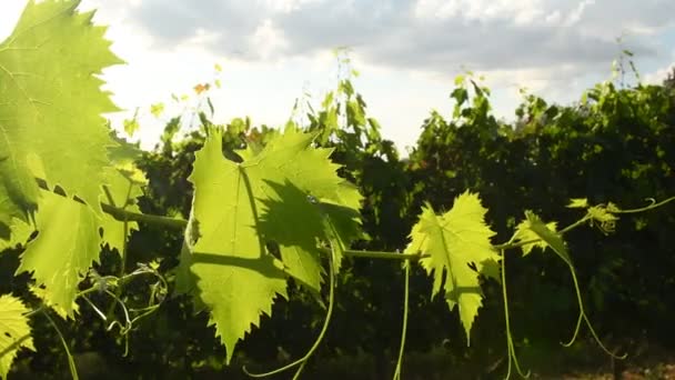 Green Vine Leaves Vineyard Summer Season Tuscany Region Italy Uhd — Stock Video