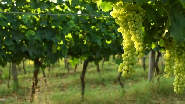 Grappe Raisins Blancs Dans Vignoble Vert Région Chianti Saison Estivale — Video