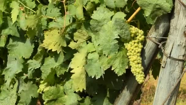 Racimos Uvas Blancas Viñedo Chianti Día Soleado Toscana Italia Uhd — Vídeo de stock