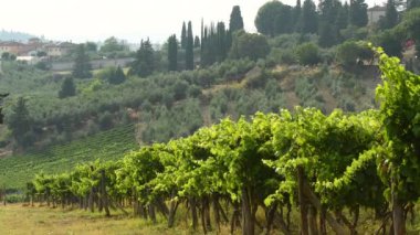 Yaz sezonu, yeşil üzüm bağları Chianti bölgesinde, Tuscany rüzgarda hareket. İtalya. 4 k Uhd Video. Nikon D500