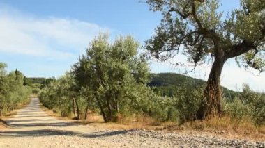 Zeytin ağaçları ve Floransa yakınındaki Chianti bölgesinde beyaz yol ile mavi gökyüzü. Tuscany. İtalya. 4 k Uhd Video. Nikon D500