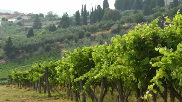 Temporada Verano Viñedos Verdes Moviéndose Viento Región Chianti Toscana Italia — Vídeos de Stock