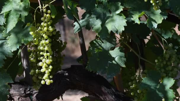 Trauben Weißer Trauben Einem Chianti Weinberg Einem Sonnigen Tag Toskana — Stockvideo