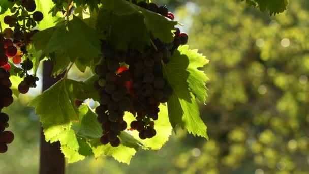 Uvas Rojas Los Viñedos Región Chianti Toscana Italia Vídeo Uhd — Vídeo de stock