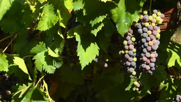 Uvas Rojas Los Viñedos Región Chianti Toscana Italia Vídeo Uhd — Vídeos de Stock